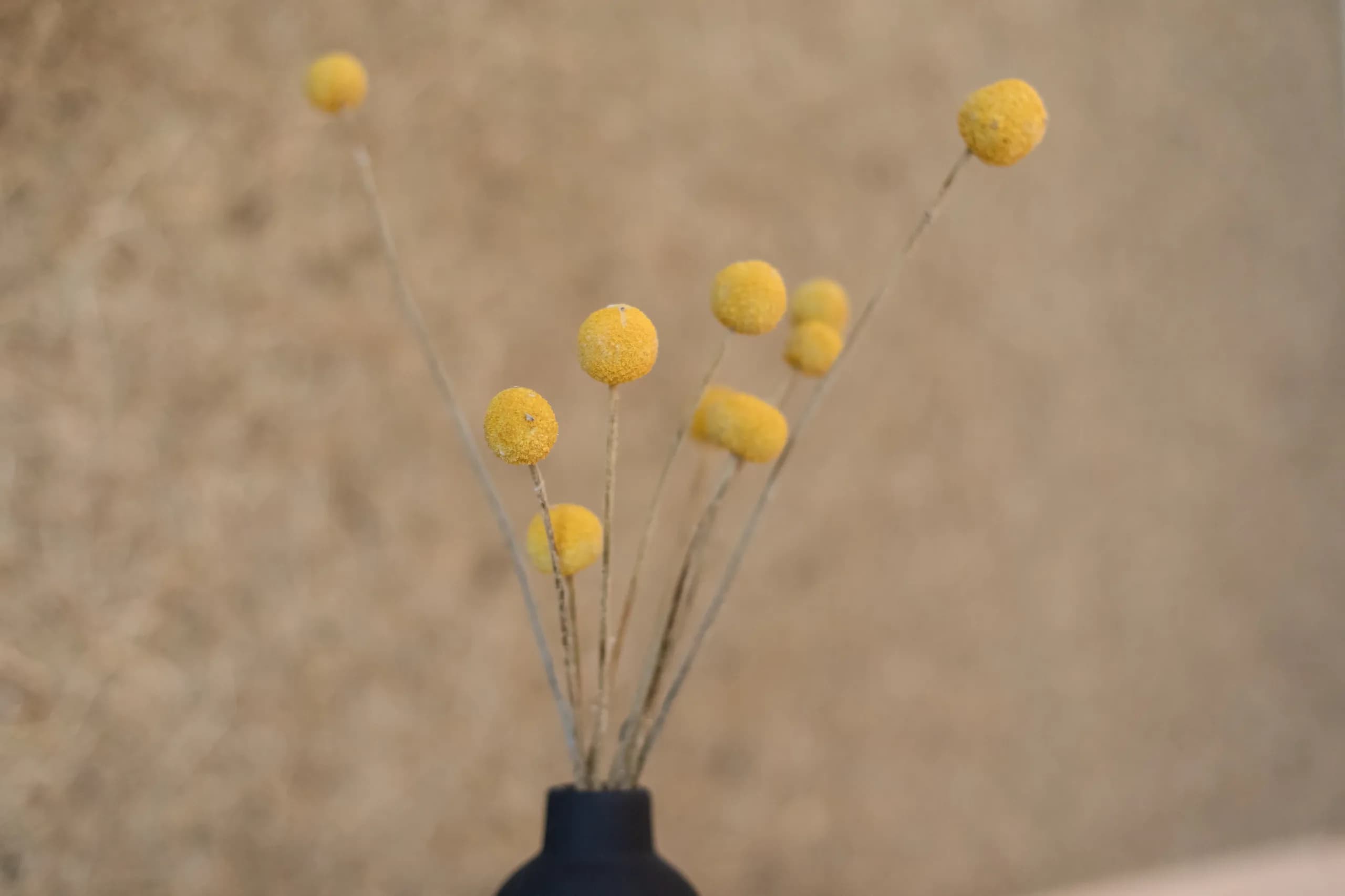 Dekorative Trockenblumen in dunkler Vase im Zimmer Freiraum der Natur Residenz Anger Alm