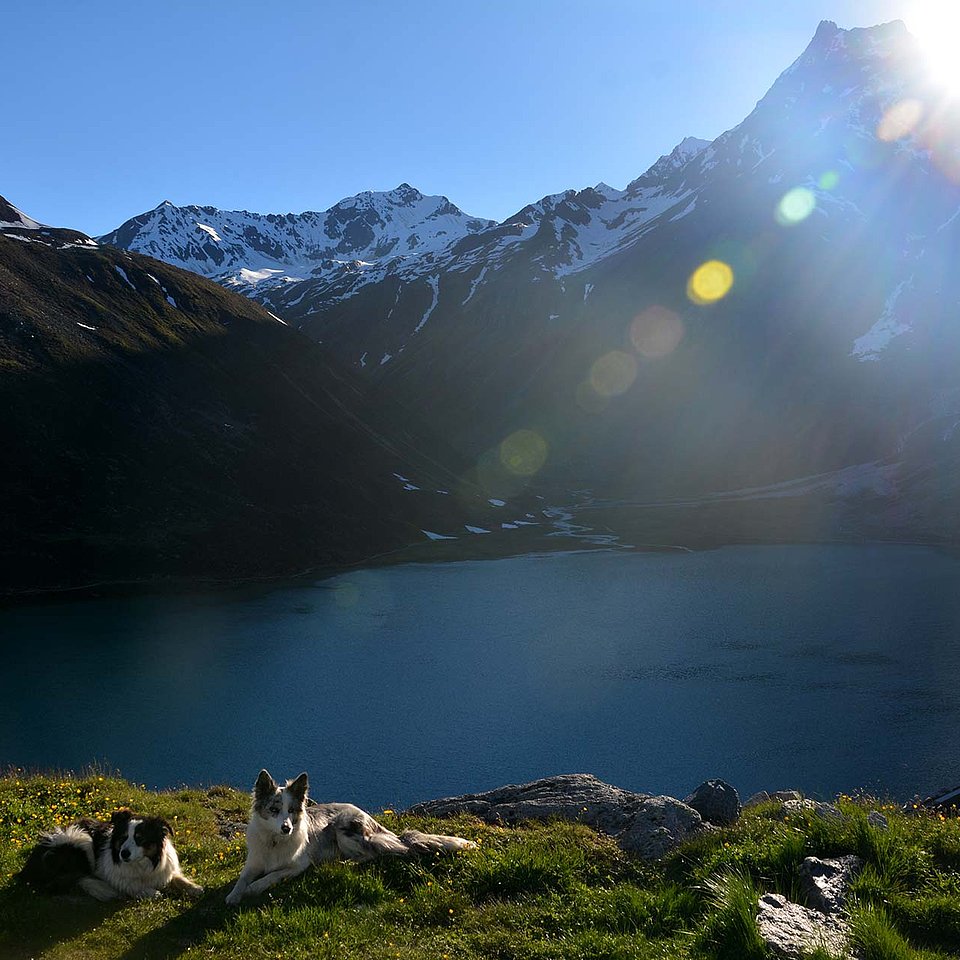 Urlaub mit Hund im Pitztal